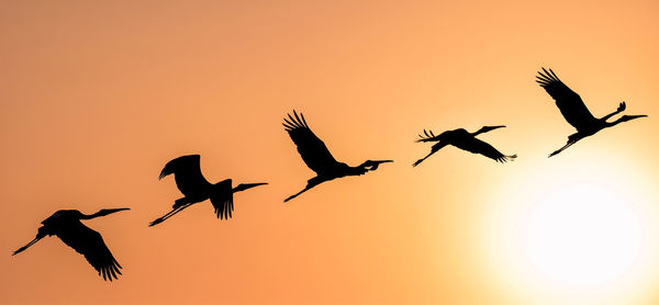 Low angle view of silhouette birds flying against sky during sunset