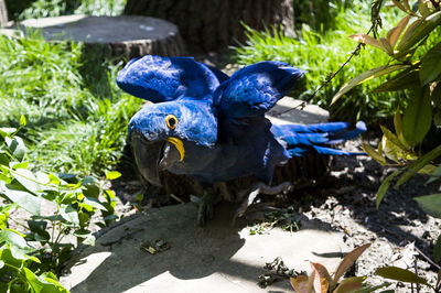 Close-up of hyacinth macaw perching on tree stump during sunny day