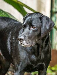 Close-up of dog looking away