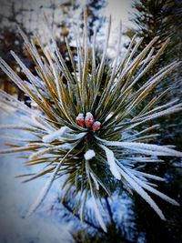 Close-up of pine tree in winter