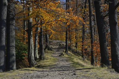 Autumn in the forest