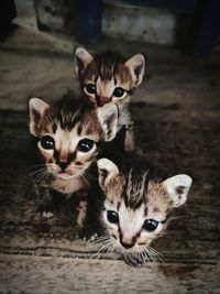 Close-up portrait of cats