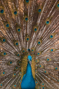 Close-up of peacock