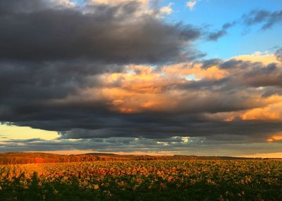 Scenic view of oilseed rape field against dramatic sky