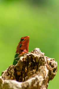 Close-up of an isolated orange and green lizard on a tree. ella, sri lanka. beautiful green bokeh