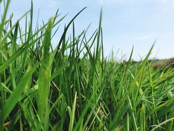 Close-up of crops growing on field against sky