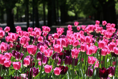 Close-up of pink flowers in park