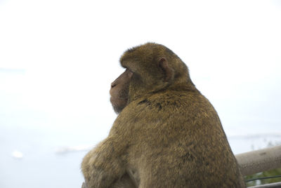 Barbary macaque of gibraltar sitting on railing looking away