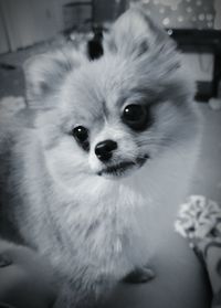 Close-up portrait of a dog