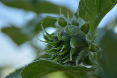 Close-up of fresh green plant