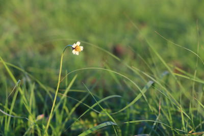 Close-up of white dandelion flower on field