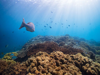 Fish swimming in sea