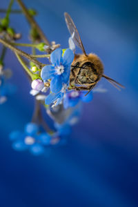 Close-up of bee pollinating on purple flower