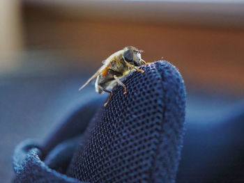 Close-up of bee