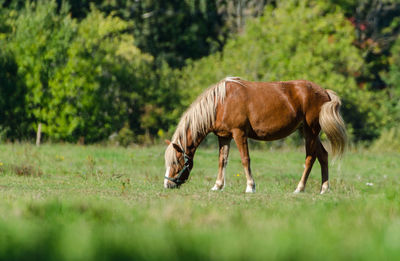 Horse grazing in a field