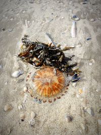 High angle view of insect on sand