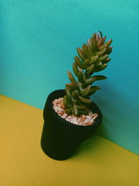 High angle view of potted plant on table against wall