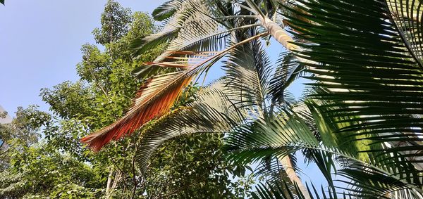 Low angle view of palm trees against sky