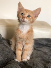 Portrait of kitten sitting on sofa at home