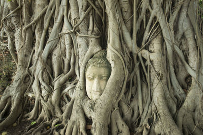 Close-up of buddha statue in tree roots