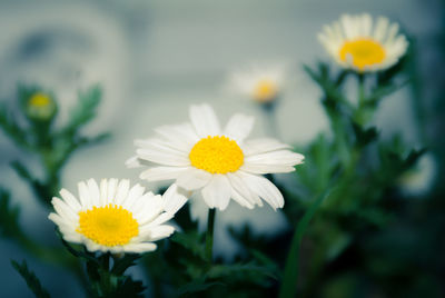 Close-up of white flowers blooming outdoors