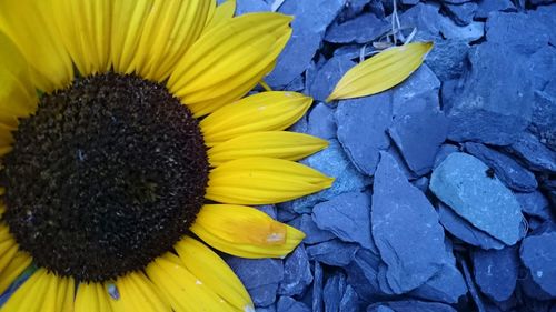 Close-up of yellow flower