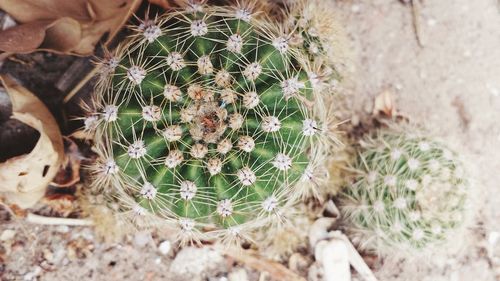 Close up of a plant