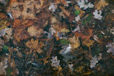 Close-up of autumn leaves in water