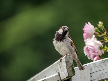 Close-up of bird perching on wood