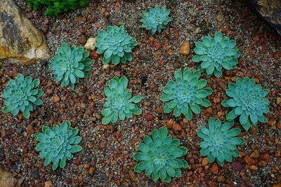 High angle view of succulent plant on field