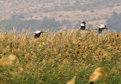 View of birds on field