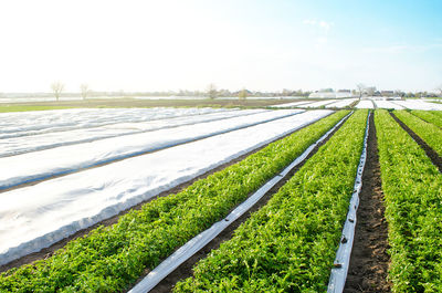 Potato plantation farm fields on a sunny day. spunbond agrofibre protect crop from cold weather