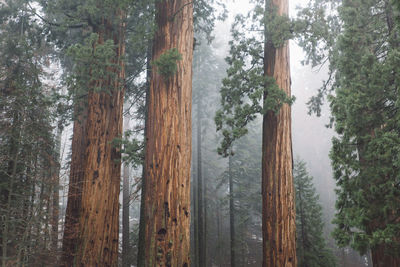 Pine trees in forest