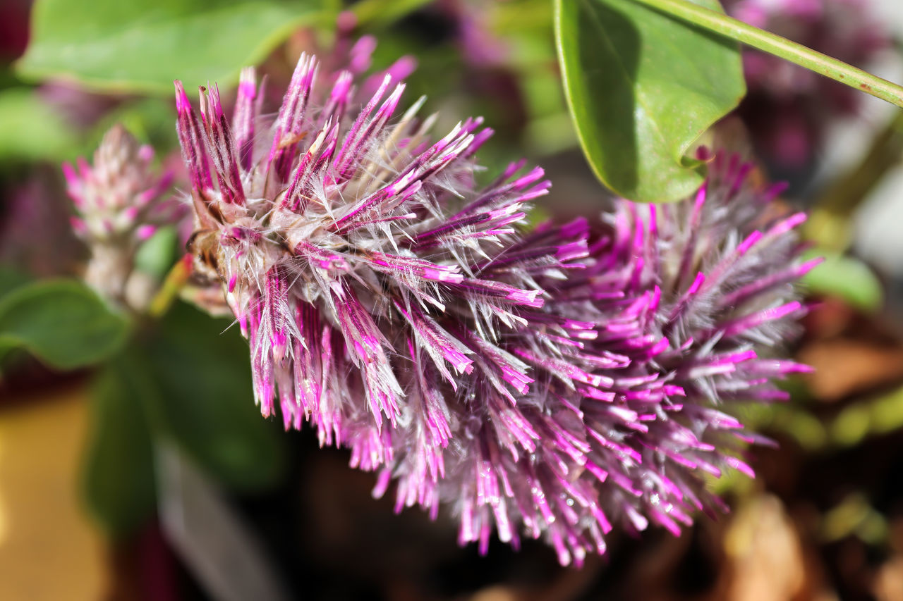 CLOSE-UP OF PINK FLOWER