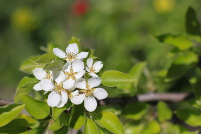 Close-up of white flowering plant