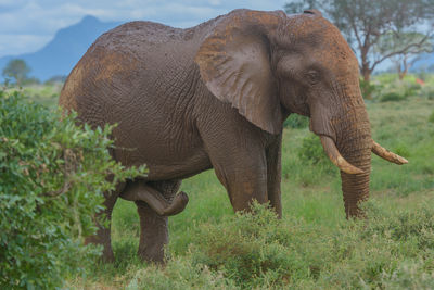 An african elephant wiith his male member protruding