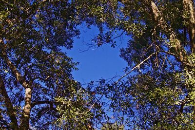 Low angle view of trees against blue sky