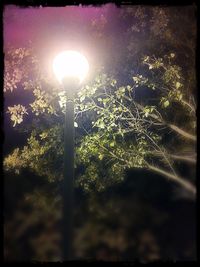 Low angle view of illuminated tree against sky