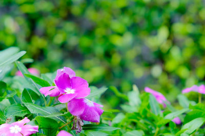 Close-up of pink cosmos blooming outdoors