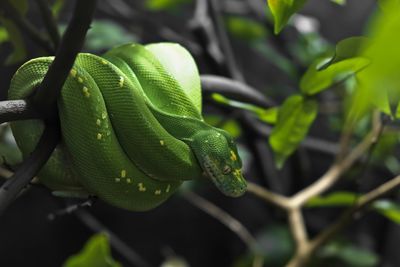 Close-up of snake on tree