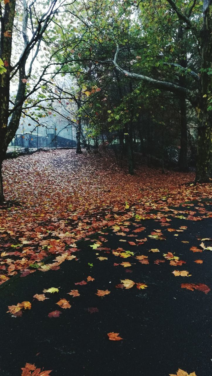 LEAVES FALLEN ON TREE IN FOREST