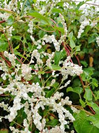 Close-up of white flowers blooming outdoors