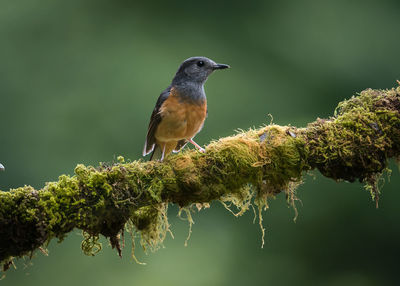 Close-up of bird perching on branch