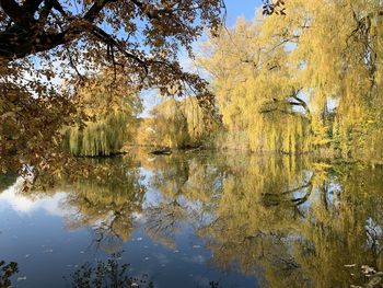 Reflection of trees in lake