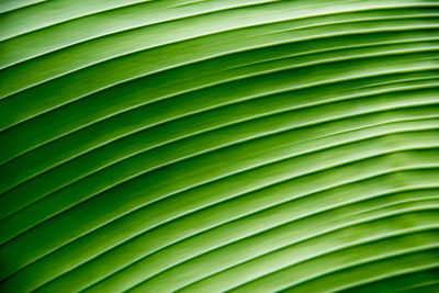 Full frame shot of palm leaf