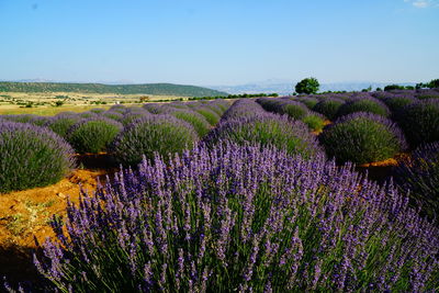 Scenic view of lavender field against clear sky