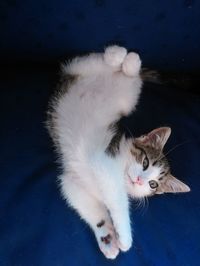 White and tabby kitten