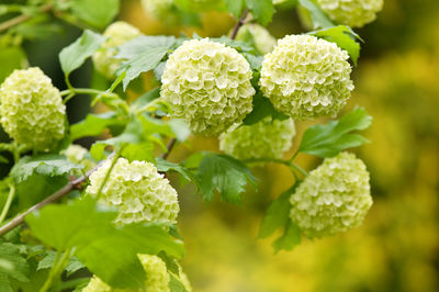 Close-up of flowers blooming outdoors