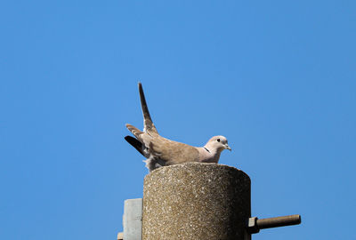 Low angle view of seagull perching against clear blue sky
