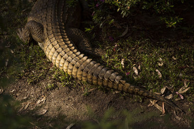 High angle view of an animal on land